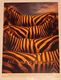 Rare Vintage Benson & Hedges Cigarettes Zebras Double Sided Cardboard Store Advertising Sign