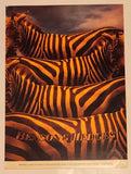 Rare Vintage Benson & Hedges Cigarettes Zebras Double Sided Cardboard Store Advertising Sign