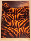Rare Vintage Benson & Hedges Cigarettes Zebras Double Sided Cardboard Store Advertising Sign