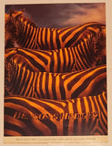 Rare Vintage Benson & Hedges Cigarettes Zebras Double Sided Cardboard Store Advertising Sign