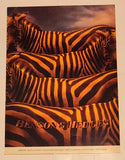 Rare Vintage Benson & Hedges Cigarettes Zebras Double Sided Cardboard Store Advertising Sign