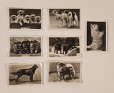 Senior Service Cigarettes Dogs Tobacco Trading Cards Lot of 7