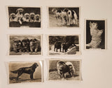 Senior Service Cigarettes Dogs Tobacco Trading Cards Lot of 7
