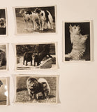 Senior Service Cigarettes Dogs Tobacco Trading Cards Lot of 7