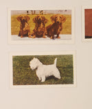 Hornimans Tea Dogs Trading Cards Lot of 4
