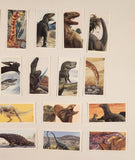 Brooke Bond The Dinosaur Trail Trading Cards Complete of 20