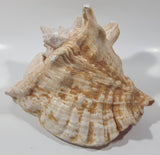 Large 8" Tall Horn Queen Conch Shell Coin Bank